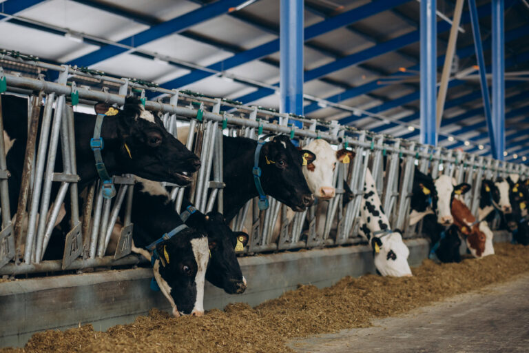 🐄 Büyükbaş Hayvancılık Eğitimi: Sertifikalar ve Kariyer Olanakları 🧑‍🌾📈